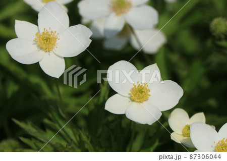 カナダアネモネの花 87306044