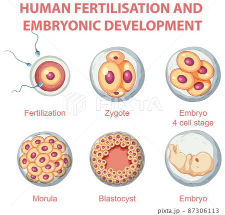Human fertilisation and embryonic development in human infographic 87306113