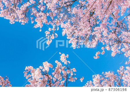 天下第一の桜　高遠城址公園の春　アップ【長野県】 87306198