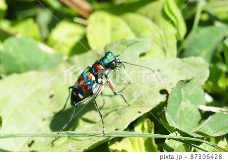 ナミハンミョウ(ハンミョウ) ナミハンミョウ(ハンミョウ) 87306428