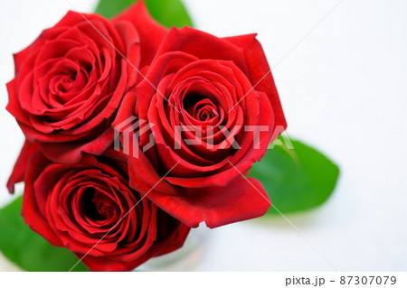 ホワイトバックの薔薇の花 87307079