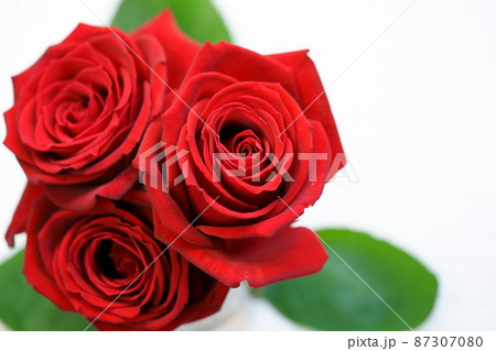 ホワイトバックの薔薇の花 ホワイトバックの薔薇の花 87307080