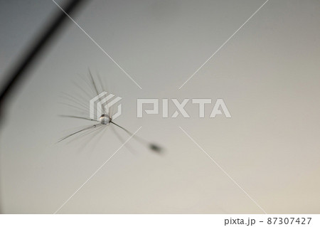 クモの糸に絡まった水滴のついた冠毛・綿毛 クモの糸に絡まった水滴のついた冠毛・綿毛 87307427