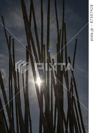 黒い竹の間から覗く一条の日の光 黒い竹の間から覗く一条の日の光 87307428