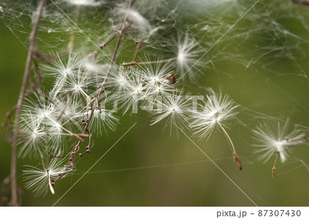 クモの糸に絡まった冠毛・綿毛 87307430