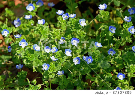 オオイヌノフグリ（ 大犬の陰嚢） 87307809