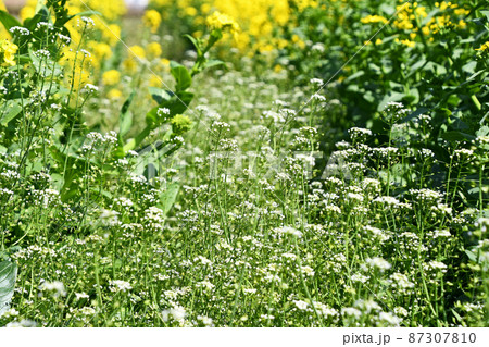 ナズナ(ペンペン草) ナズナ(ペンペン草) 87307810