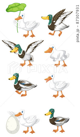 Set of different poses of ducks cartoon characters Set of different poses of ducks cartoon characters 87307931