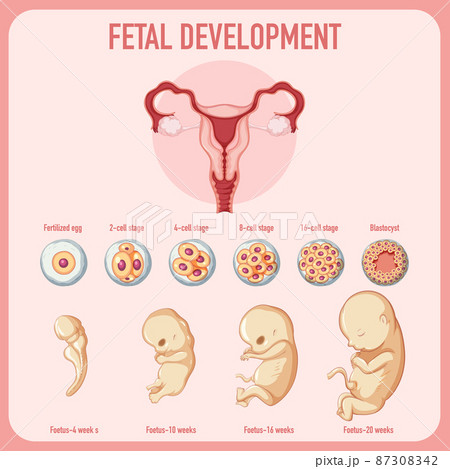 Human embryonic development in human infographic Human embryonic development in human infographic 87308342