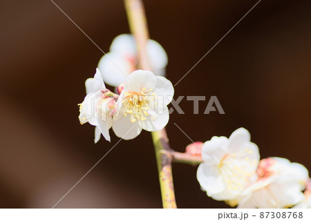白梅の花 87308768