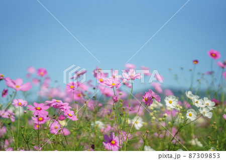 秋桜 秋桜 87309853