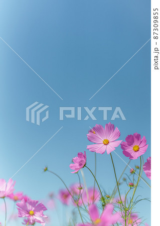 秋桜 秋桜 87309855