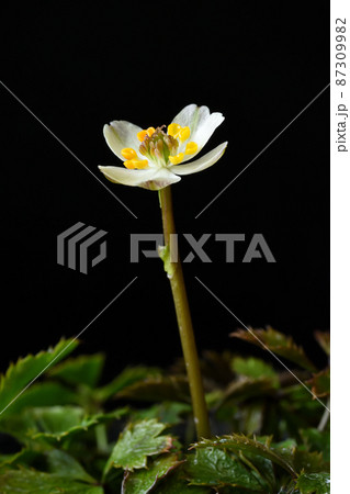 梅の花に似た小さな可愛らしい白い花が咲くバイカオウレン 87309982