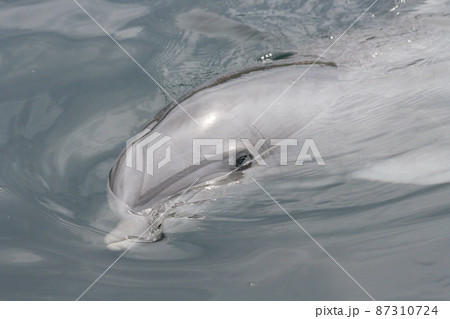 Dolphin    (Delphinidae) 87310724