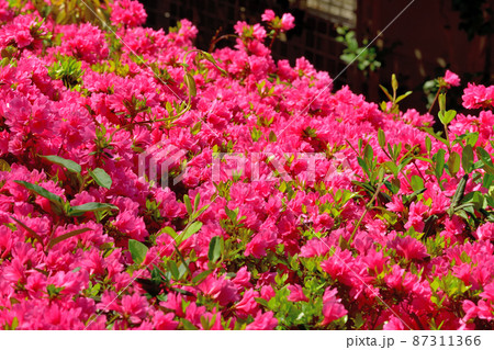 満開に開花したツツジ 87311366