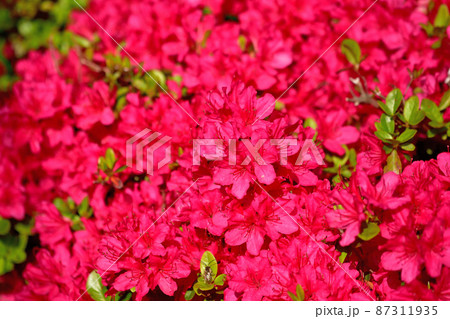 満開に開花したツツジ 87311935