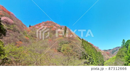 遅い春の山桜・京都市北部にある標高600mを超える名も無き山の自然林 遅い春の山桜・京都市北部にある標高600mを超える名も無き山の自然林 87312666
