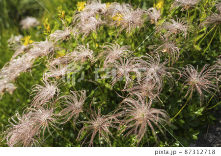 チングルマの群落　朝露に輝く 87312718