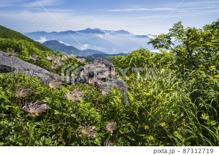 新緑が輝く八方尾根からの眺望とチングルマの群落 新緑が輝く八方尾根からの眺望とチングルマの群落 87312719