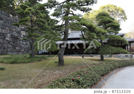 皇居の松 87313320