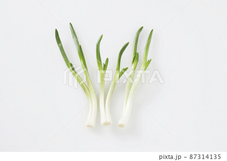 あさつき　野菜 87314135