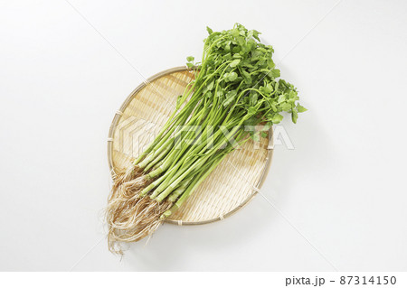 仙台セリ　せり 87314150