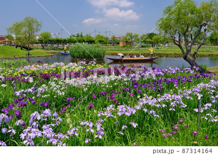 水郷佐原あやめパーク 満開のあやめとサッパ舟操る船頭さん 87314164