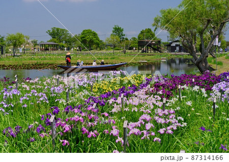 水郷佐原あやめパーク祭り 新緑とあやめと女船頭さん操るサッパ舟 水郷佐原あやめパーク祭り 新緑とあやめと女船頭さん操るサッパ舟 87314166