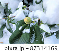 雪と椿の花のつぼみ 87314169