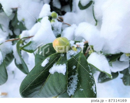 雪と椿の花のつぼみ 雪と椿の花のつぼみ 87314169