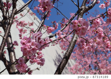 春のあたたかい風になびく満開の桜 春のあたたかい風になびく満開の桜 87314189