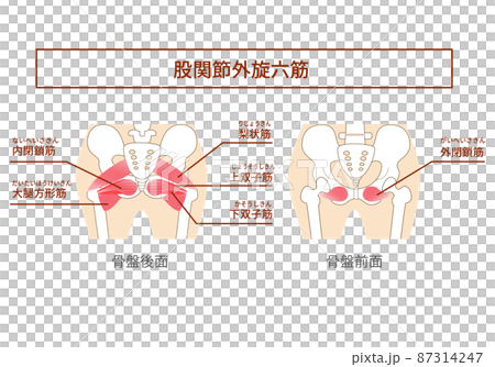 股関節外旋六筋のインナーマッスルイラスト 87314247