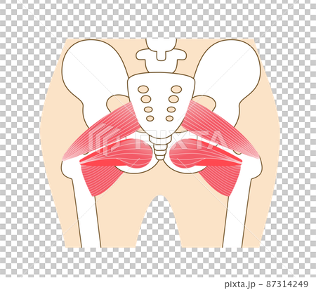 Inner muscle illustration of hip external rotation six muscles Inner muscle illustration of hip external rotation six muscles 87314249
