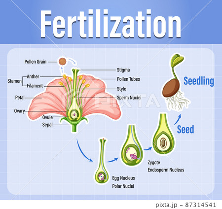 Diagram of pollination of flowering plants 87314541