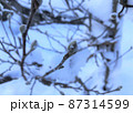 雪とカイドウの木の蕾 87314599