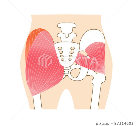お尻の主要な臀筋群 大殿筋・中殿筋・小殿筋 お尻の主要な臀筋群 大殿筋・中殿筋・小殿筋 87314603