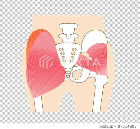 お尻の主要な臀筋群 大殿筋・中殿筋・小殿筋 お尻の主要な臀筋群 大殿筋・中殿筋・小殿筋 87314603