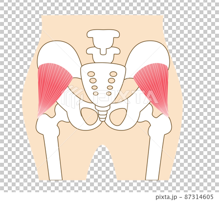 臀小肌，臀部的主要臀肌 87314605