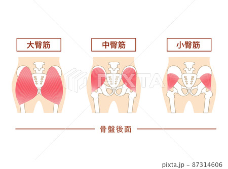 お尻の主要な臀筋群 大殿筋・中殿筋・小殿筋 お尻の主要な臀筋群 大殿筋・中殿筋・小殿筋 87314606