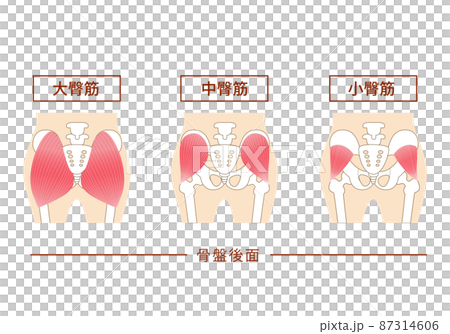 お尻の主要な臀筋群 大殿筋・中殿筋・小殿筋 お尻の主要な臀筋群 大殿筋・中殿筋・小殿筋 87314606