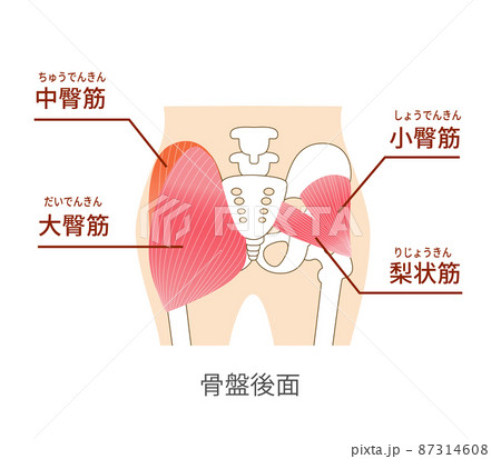 お尻の主要な臀筋群　大殿筋・中殿筋・小殿筋 87314608