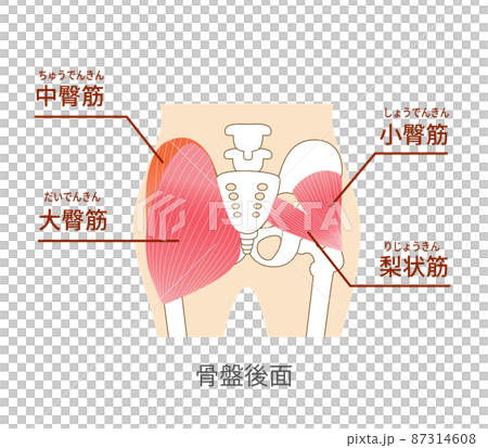 お尻の主要な臀筋群　大殿筋・中殿筋・小殿筋 87314608