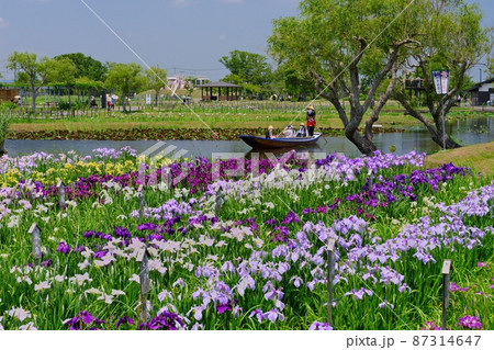 水郷佐原あやめパーク祭り 新緑とあやめとサッパ舟 87314647