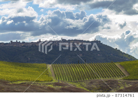 Typical Tuscan landscape with vineyard near Montalcino, Tuscany, Italy 87314761