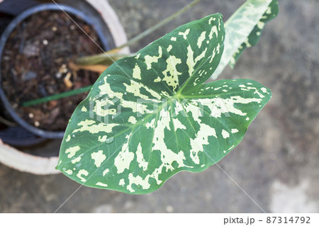Colocasia or Hilo Beauty caladium bicolor leaves in the garden 87314792
