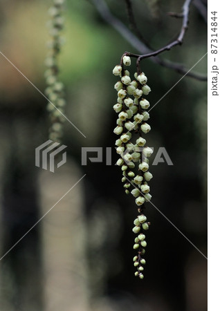 山野を飾る春の花　キブシ 87314844