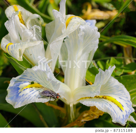 Close up of White bearded iris flower, with purple and yellow accent colors Close up of White bearded iris flower, with purple and yellow accent colors 87315189