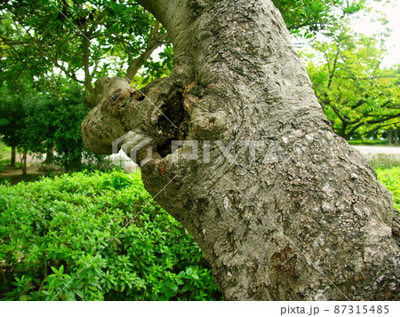 秋の公園の枯木と躑躅の植え込み 87315485