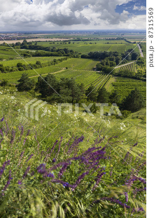 Vineyard near Velke Bilovice, Southern Moravia, Czech Republic Vineyard near Velke Bilovice, Southern Moravia, Czech Republic 87315569