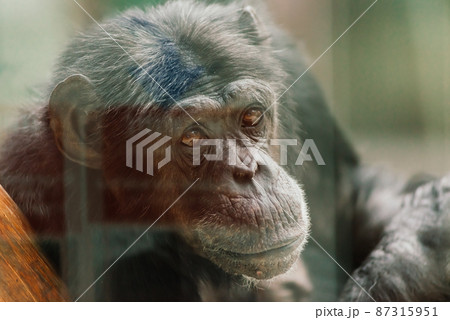 Bornean old big orangutan, pongo pygmaeus, detail head male 87315951